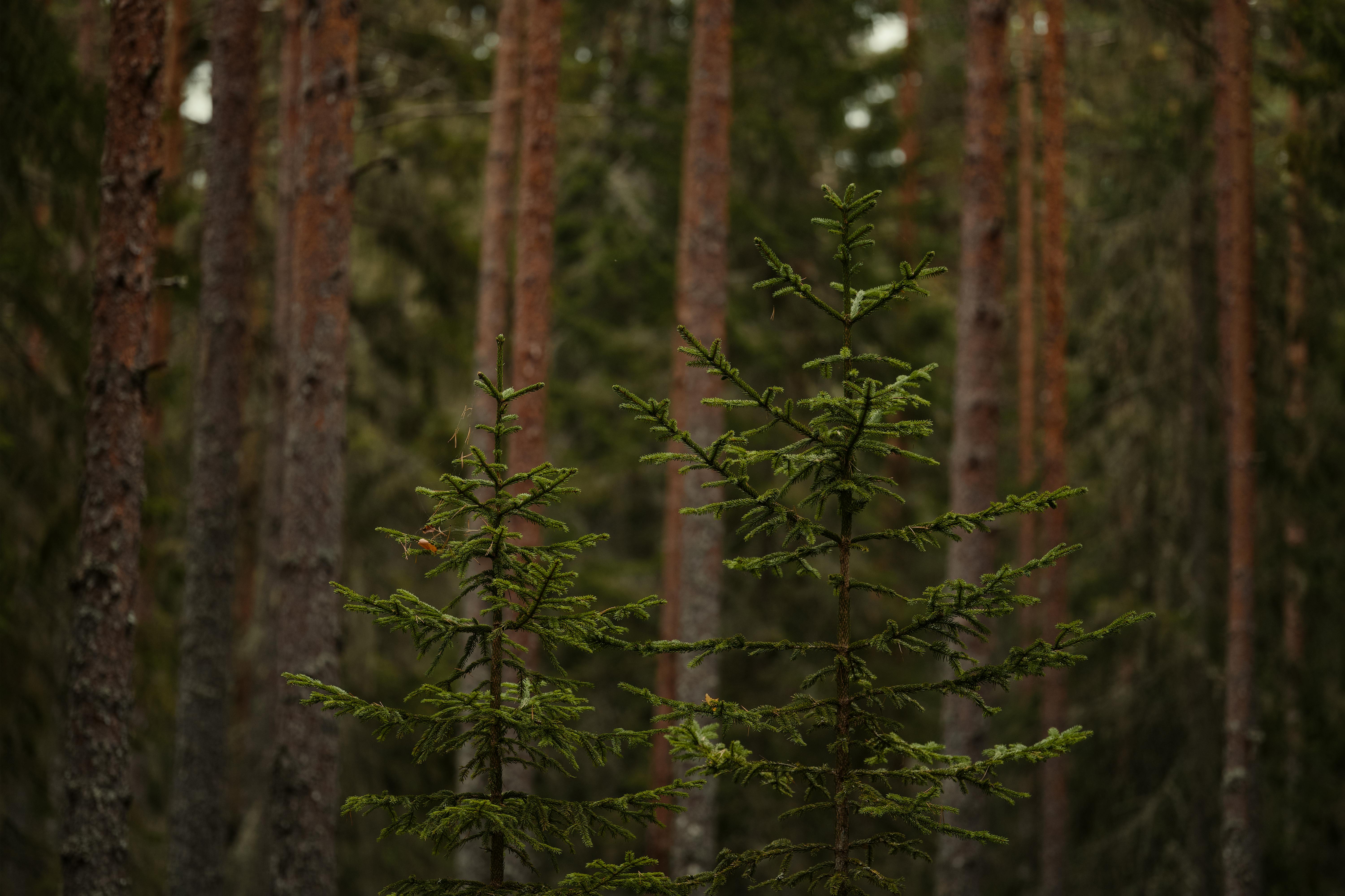 Norrländsk skog med unga träd